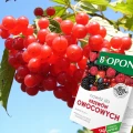 NAWÓZ DO KRZEWÓW OWOCOWYCH TRUSKAWEK MALIN JEŻYN ŻURAWINY BIOPON 1kg / 50m2 7036