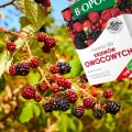 NAWÓZ DO KRZEWÓW OWOCOWYCH TRUSKAWEK MALIN JEŻYN ŻURAWINY BIOPON 1kg / 50m2 7037