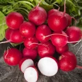 RZODKIEWKA CZERWONA OKRĄGŁA DUŻA ŁAGODNA CHERRY BELLE NASIONA LEGUTKO 5g 7093
