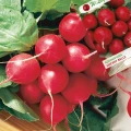 RZODKIEWKA CZERWONA OKRĄGŁA DUŻA ŁAGODNA CHERRY BELLE NASIONA LEGUTKO 5g 7096