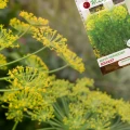 KOPER OGRODOWY BOUQUET NA TARASY I BALKONY I PARAPETY NASIONA LEGUTKO 5g 7138