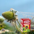 POLYSECT BUKSZPAN SUBSTRAL ZWALCZA ĆMĘ BUKSZPANOWĄ ROŚLINY OZDOBNE 100ML 7179