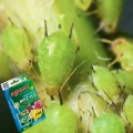 AGRECOL MOSPILAN 20SP OPRYSK NA MSZYCE ĆMĘ BUKSZPANOWĄ TARCZNIKI 10G 7246
