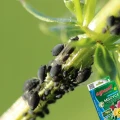 AGRECOL MOSPILAN 20SP OPRYSK NA MSZYCE ĆMĘ BUKSZPANOWĄ TARCZNIKI 10G 7248