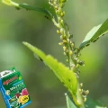 AGRECOL MOSPILAN 20SP OPRYSK NA MSZYCE ĆMĘ BUKSZPANOWĄ TARCZNIKI 10G 7249