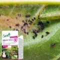 CORAGEN 200 SC SUMIN NA STONKĘ ZIEMNIACZANĄ OWOCÓWKI BIELINKI ZWÓJKI 30ml 7321