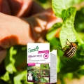 CORAGEN 200 SC SUMIN NA STONKĘ ZIEMNIACZANĄ OWOCÓWKI BIELINKI ZWÓJKI 30ml 7324
