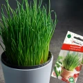 SZCZYPIOREK DO DONICZEK NA BALKONY I TARASY NASIONA MINI OGRÓD PLANTICO 1g 7358