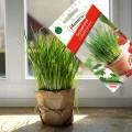 SZCZYPIOREK DO DONICZEK NA BALKONY I TARASY NASIONA MINI OGRÓD PLANTICO 1g 7359