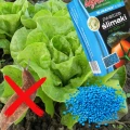 ŚLIMATOX 5GB AGRECOL MOCNY ŚRODEK ŚLIMAKOBÓJCZY DŁUGODZIAJĄCY 250g 7526