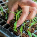 ZIEMIA UNIWERSALNA 50L OGRODOWA PODŁOŻE FERTILE DO KWIATÓW I WARZYW PH 5-7 7692