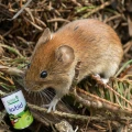 KARBID NA KRETY I NORNICE SUMIN GRANULOWANY ŚRODEK ODSTRASZA ZAPACHEM 1KG 7925
