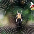 SUBSTRAL ROZPYLACZ PRZECIWKO KARALUCHOM MRÓWKOM PAJĄKOM PLUSKWOM 500ML 8000