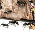 SUBSTRAL ROZPYLACZ PRZECIWKO KARALUCHOM MRÓWKOM PAJĄKOM PLUSKWOM 500ML 8001