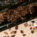 SUBSTRAL ROZPYLACZ PRZECIWKO KARALUCHOM MRÓWKOM PAJĄKOM PLUSKWOM 500ML 8003