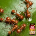 SUBSTRAL PUŁAPKA PRZECIWKO MRÓWKOM ZWALCZA GNIAZDA SKUTECZNY 2X5G 8015