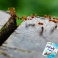 PROSZEK NA MRÓWKI W DOMU I NA ZEWNĄTRZ TRUTKA SILNA TRUCIZNA SUMIN 1KG 8037