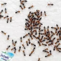 PROSZEK NA MRÓWKI W DOMU I NA ZEWNĄTRZ TRUTKA SILNA TRUCIZNA SUMIN 1KG 8038
