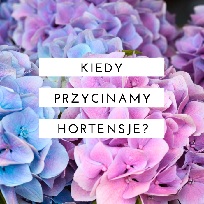 Kiedy przycina się hortensje?