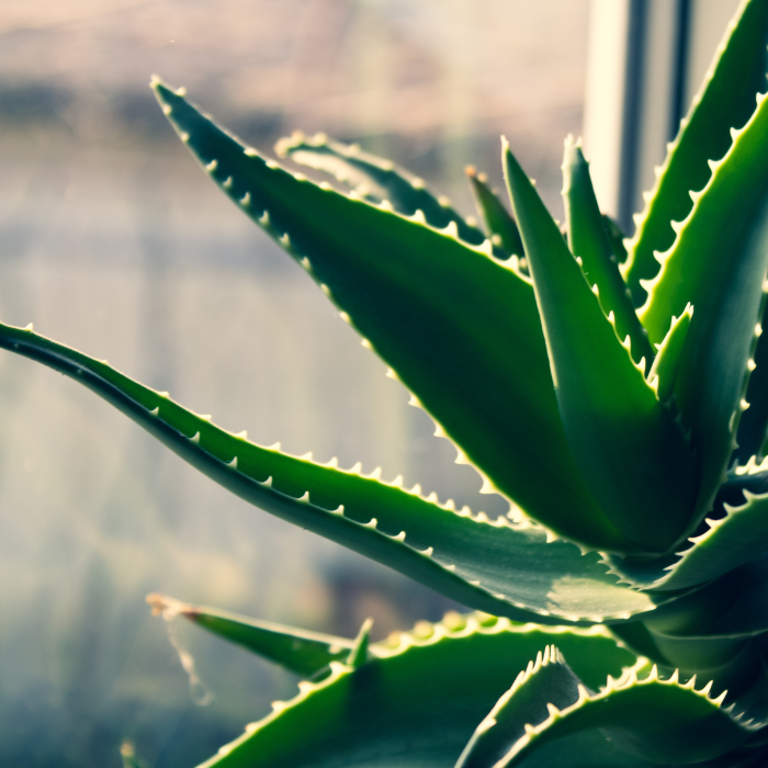 Aloes