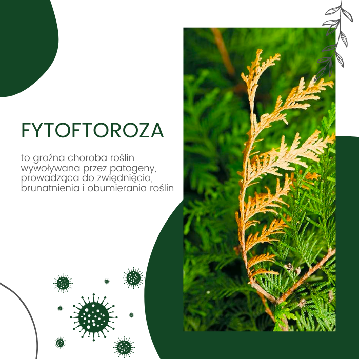 Czym jest fytoftoroza