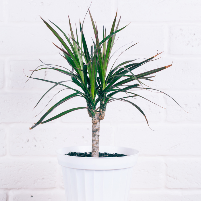 Dracena