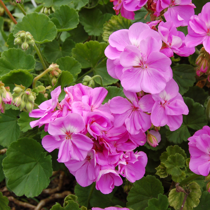 Geranium