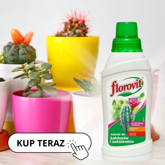 NAWÓZ DO KAKTUSÓW I SUKULENTÓW FLOROVIT
