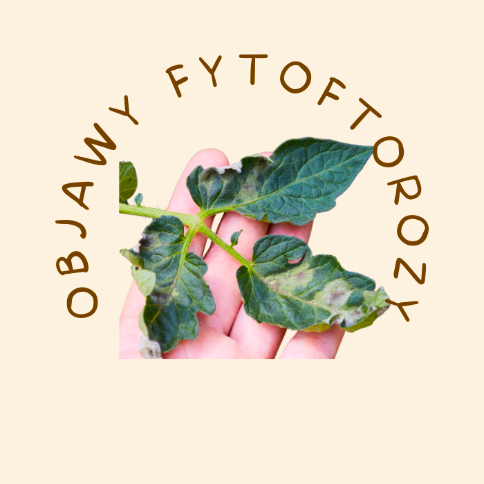 Objawy fytoftorozy