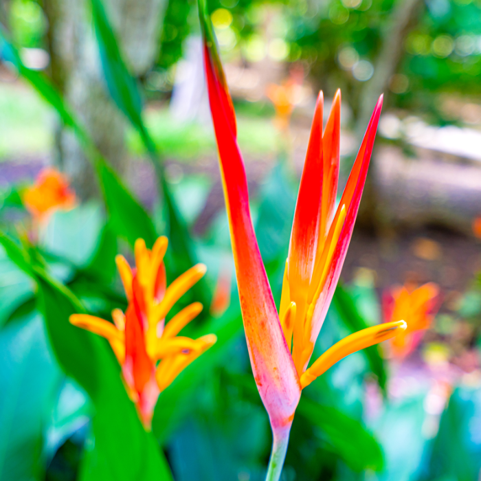 Strelitzia Reginae
