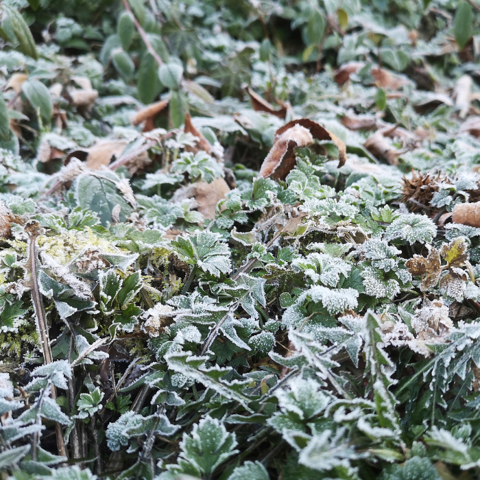 Zima w Ogródku: Liście na Rabatach